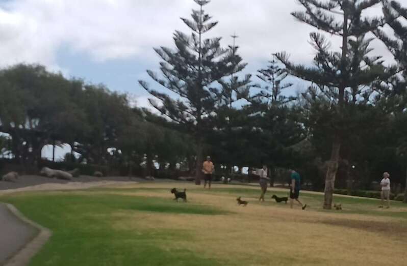 Perros sobre la pradera de césped del parque urbano de San Juan/TA.